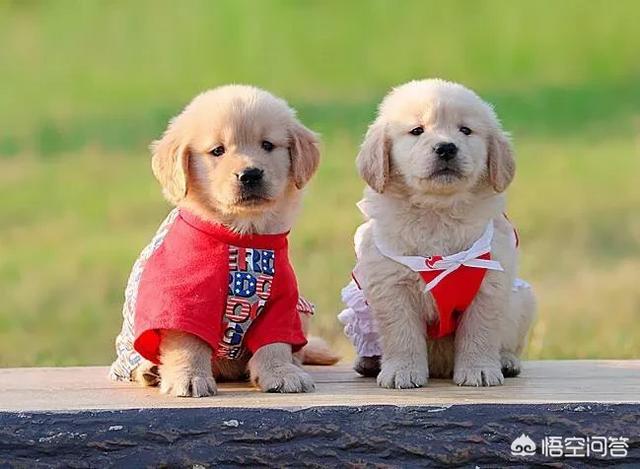 广州养狗要登记吗:广州养狗要狗证吗 广州养狗有望只登记不收费, 你怎么看？