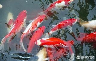 大连锦鲤养殖场:如何养3厘米以下的锦鲤鱼苗？