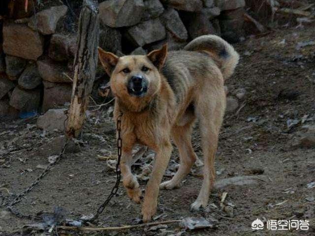 如何正确地挑选一条土狗，想买一个狗狗，怎么选择犬种和购买呢