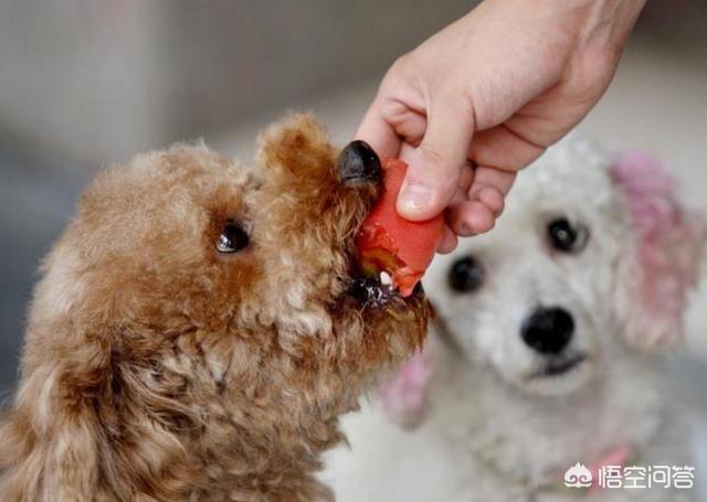 西施犬多少钱一只:什么品种的狗狗是比较臭的？