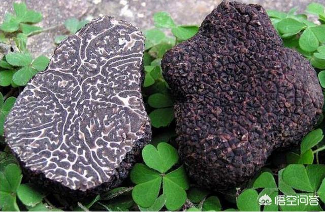 松露种植:松露是如何生长的？松露怎样采摘挖掘？