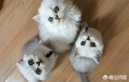go猫粮拉稀:猫咪拉稀怎么办？猫拉肚子但精神很好，猫精神挺好的就是拉稀？