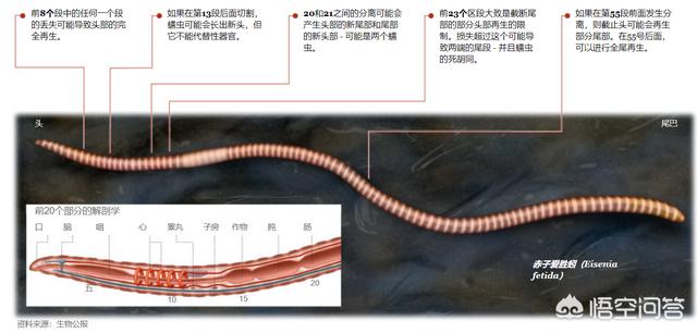 真涡虫:有哪些有特殊能力的生物？