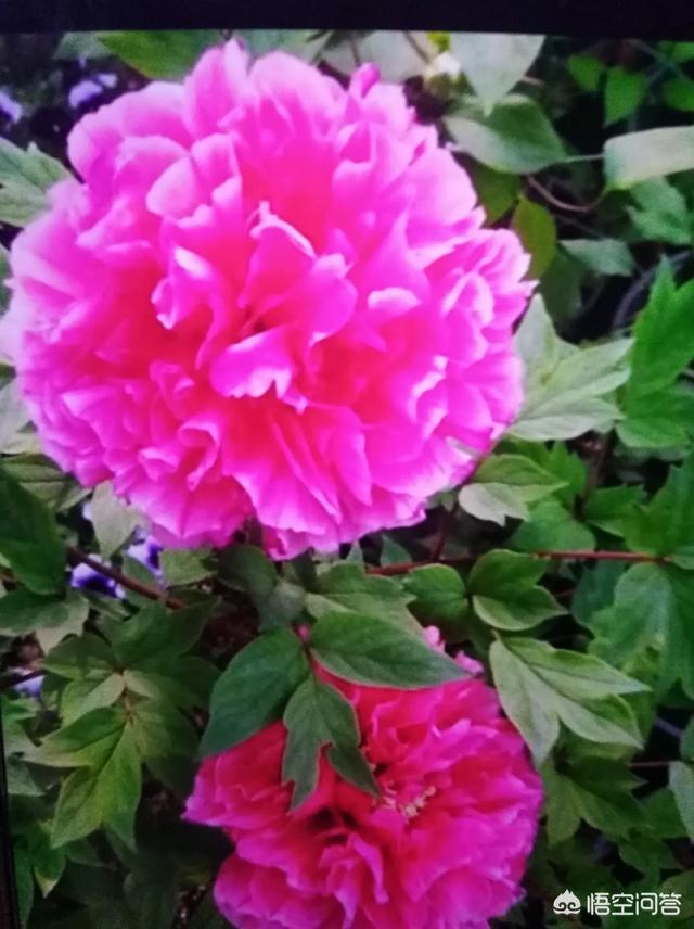 头条问答 牡丹夏天生长吗 心如止水小颜的回答 0赞