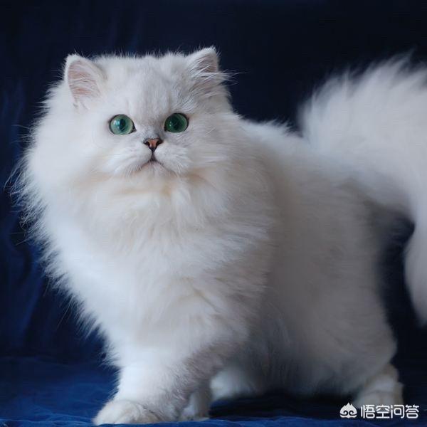 金吉拉猫图片:金吉拉猫和蓝猫哪个好养？