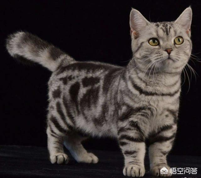 金吉拉猫图片:金吉拉猫和蓝猫哪个好养？