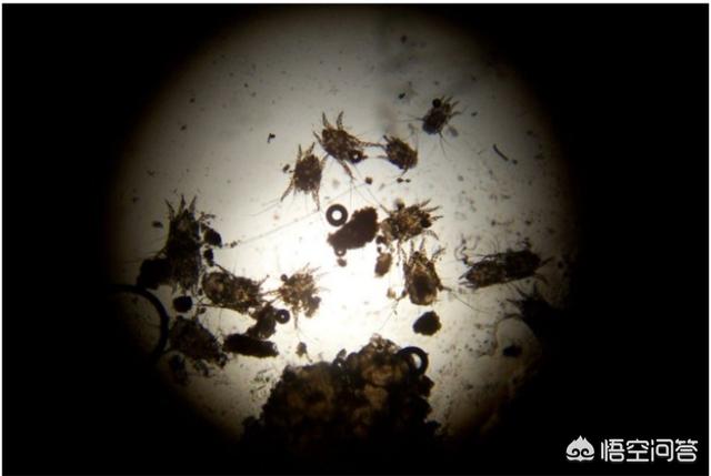 犬虫净驱球虫效果好吗:宠物驱虫是打针驱虫好还是吃药驱虫好？
