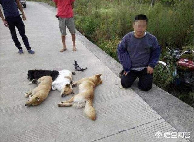 最近偷狗被打视频:偷狗贼被狗咬死，是狗主人负全责吗，有哪些具体案例？ 偷狗贼被打视频大全