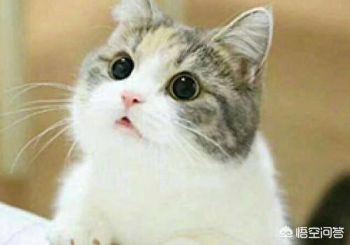 狗十三是什么狗:《狗十三》里，李玩的父亲是个好爸爸吗？