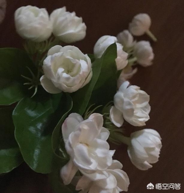 双色茉莉的水插方法:水插茉莉花可以直接放自来水吗？