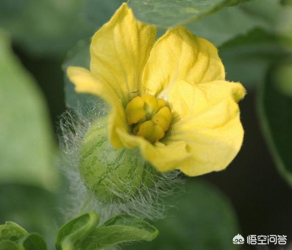 悟空问答 南瓜只开雄花 不开雌花 怎么办 7个回答