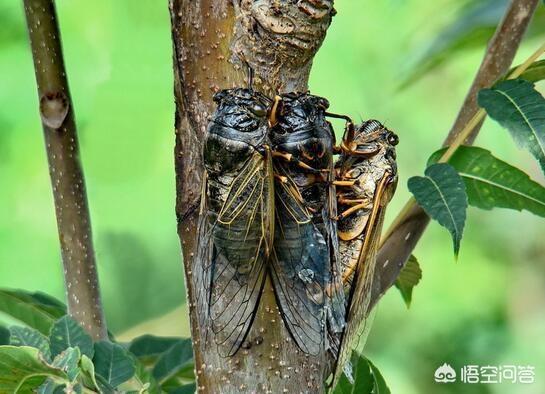 蚰蜒是益虫还是害虫，夏季农村好多人都在抓金蝉吃，那么金蝉是害虫还是益虫