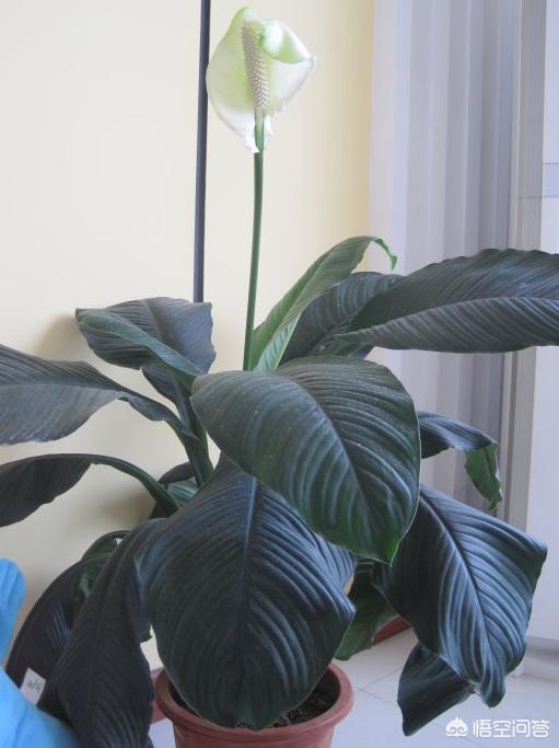 头条问答 - 绿巨人花枯后怎么修剪?(3个回答)