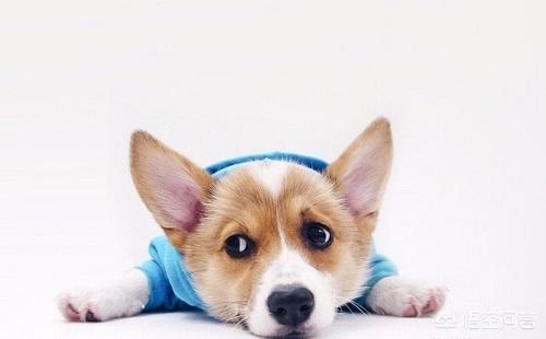 博美犬图片:博美便便怎么样算正常，博美便便又黑又硬正常吗？