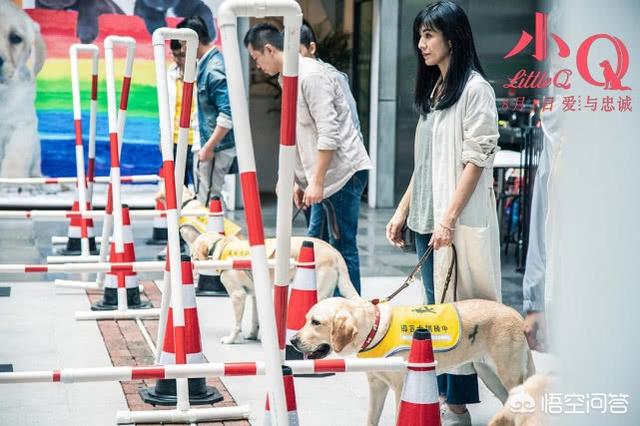 导导肓犬小q电影:导盲犬小q电影中文完整版 如何评价任达华、梁咏琪主演的导盲犬电影《小Q》？