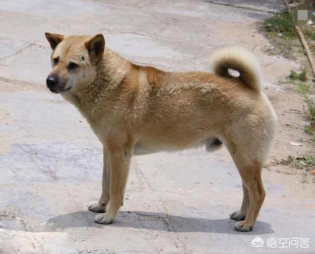 中国猎犬论坛湘中猎手赛虎:为什么农村土狗在死前要离开家，找个地方偷偷死去？