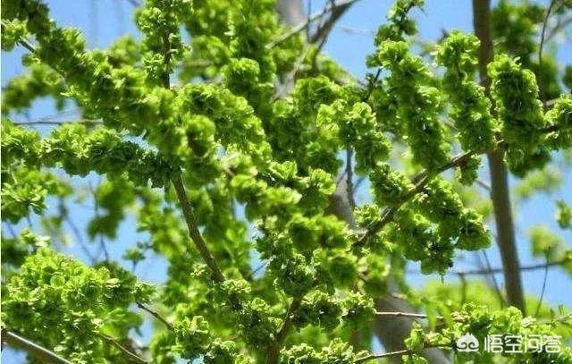 孟州滨河公园荷花花期多少天:孟州滨河公园赏荷花最好时间 河南有哪些赏花的好地方？