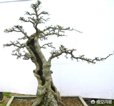 榆树盆景中间有个洞,应该怎么造型？