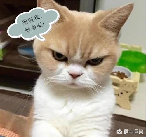 打小猫:昨晚猫咪总上床，我妈急眼打了猫，今天一直叫怎么做才行？