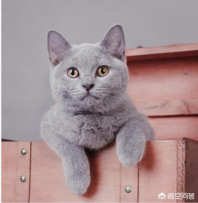 住楼房怎样养猫:一个人住、要上班，养什么宠物好呢？男生哦？ 住楼房怎么养猫