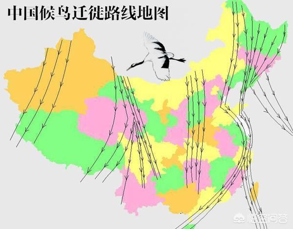 内蒙古野生鸟类图片:内蒙古草原那么大，为什么就没什么野生动物？