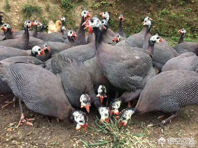 病弱反派饲养指南:病弱猪如何饲养管理才能提高效益？