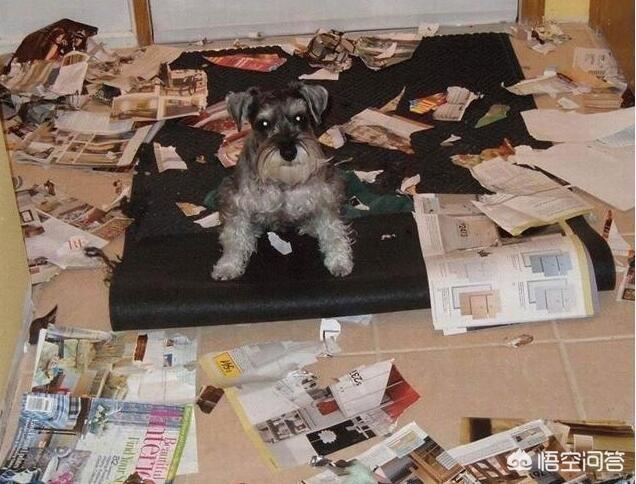 柯基幼犬喜欢咬东西:如何训练柯基幼犬不乱咬东西？