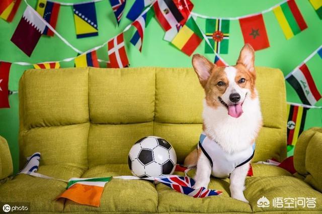 柯基幼犬喜欢咬东西:如何训练柯基幼犬不乱咬东西？