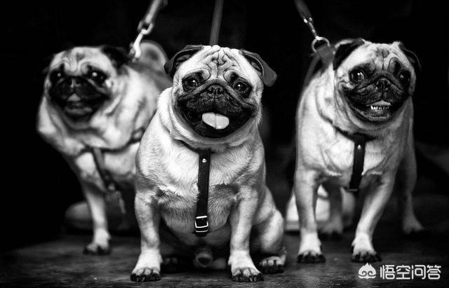 巴哥犬吧:宠主和巴哥犬一起睡有哪些弊端？