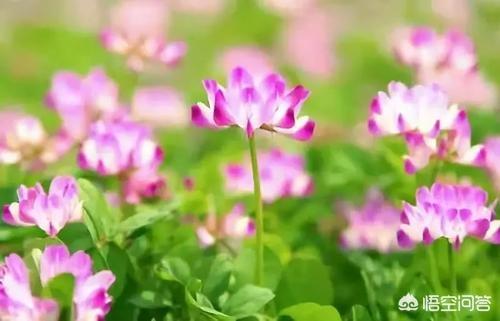 豆科植物有哪些品种:豆科牧草和禾木科牧草在营养上有什么区别？