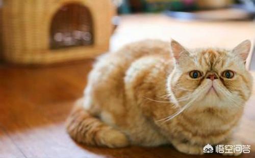 包子脸猫zeroc:养一只拥有旷世容颜的猫咪，是一种什么体验？