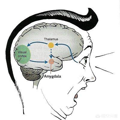 恐怖农场免费观看，非常喜欢看恐怖片正常吗？