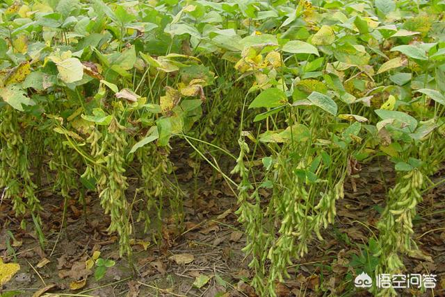 精选优质答案:感谢邀请,根据我的经验,大豆苗期掐尖处理的结果表明:不