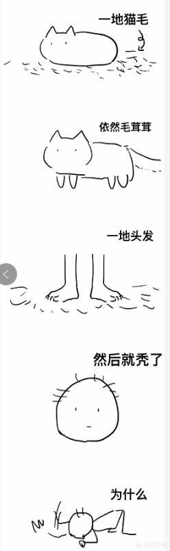 狸花猫和玳瑁猫生什么小猫:中国自己的猫都有些什么品种？