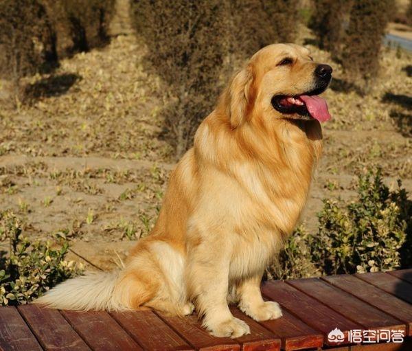 3个月大金毛犬怎么训练:4个月的金毛可以学习什么了？