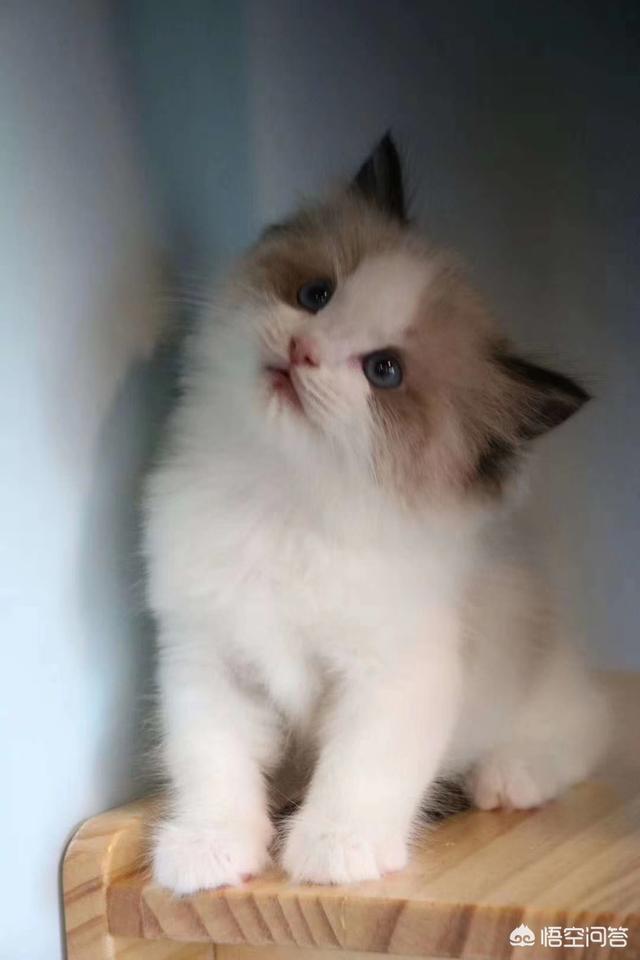 猫眼圈发红闭着眼睛:猫咪眼睛流泪眼屎很严重怎么办，有一只还发红？