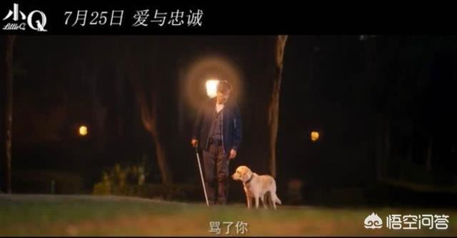 导盲犬小q观后感600:看完电影《小Q》，你有什么感受？