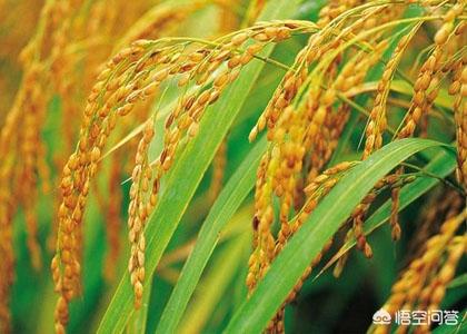 种植水稻补硅方法，腐植土层深厚，种植水稻如何防止贪青倒伏？