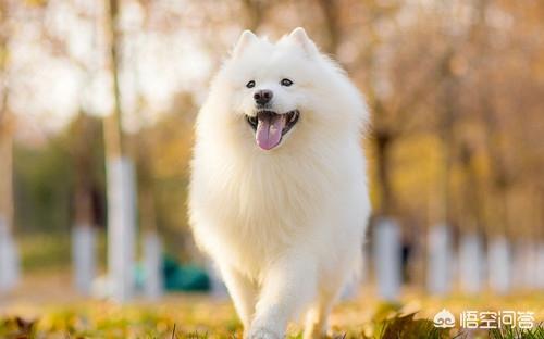 狗狗拉稀都是水怎么办:柴犬经常便便拉水样，柴犬拉好几天水样便怎么办呢？