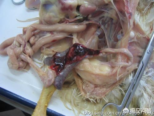 土杂鸡球虫的防止:鸡球虫间隔多久驱一次虫 当鹅患上球虫病，会出现哪些症状？我们该怎样预防和治疗呢？