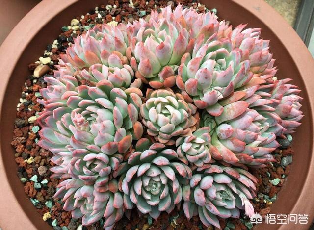 多肉景天科长生草属有哪些植物:多肉长的几种斑该怎么区分呢？