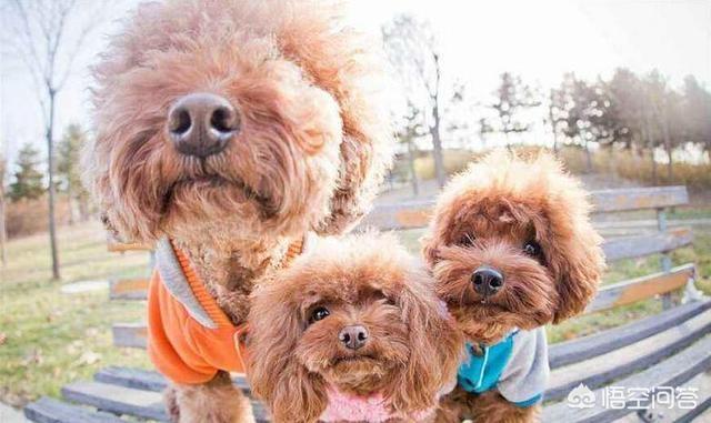 贵宾犬训练用什么奖励:主人做什么，会让泰迪犬感到非常感动的呢？