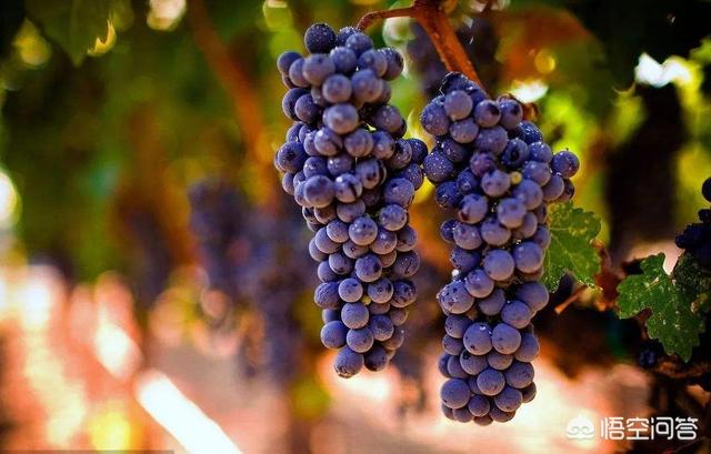 红酒文化诗句，《长安十二时辰》中多次提到“葡萄酒”，难道中国古代就有葡萄酒