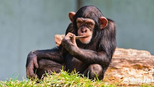 印尼红毛猩猩被强迫:进化论再被质疑，处于高纬度的人为何没进化出厚厚的毛发来御寒？