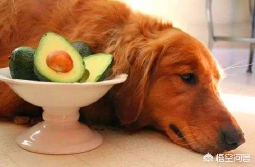 金毛犬图片:金毛不吃东西的情况下，能活多久？金毛不吃东西该怎么办？ 金毛犬图片 漂亮