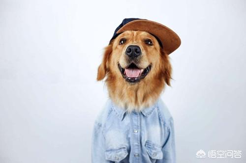 金毛犬图片:金毛不吃东西的情况下，能活多久？金毛不吃东西该怎么办？ 金毛犬图片 漂亮