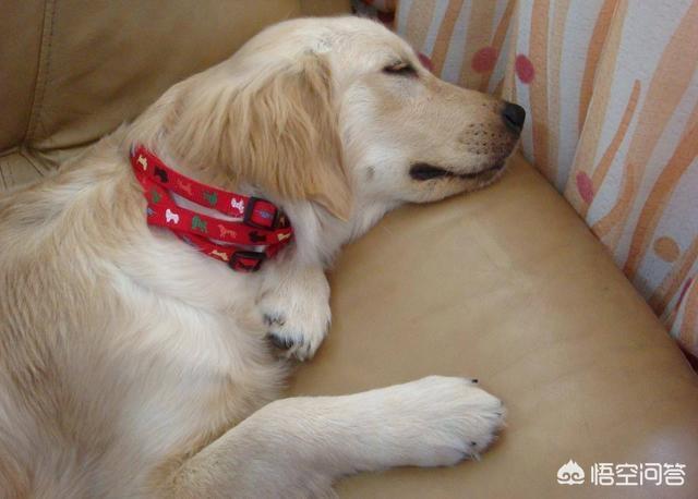 金毛体臭:金毛犬真的暖吗？金毛犬会有什么样的缺点？