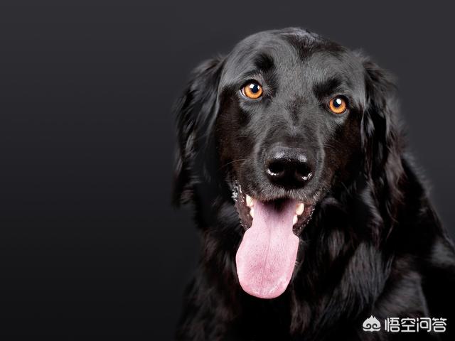 怎么治疗犬癫痫:拉布拉多犬有癫痫怎么办？