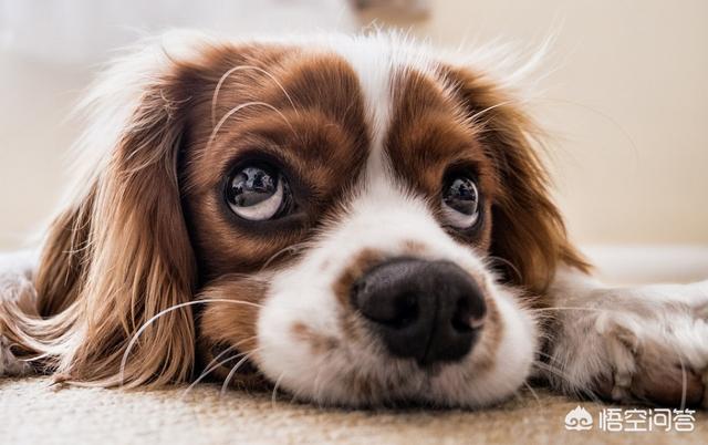 怎么治疗犬癫痫:拉布拉多犬有癫痫怎么办？