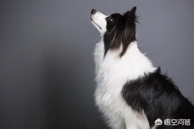 边境牧羊犬智商排名带图片:边境牧羊犬真的是最聪明的狗狗吗？有多聪明？